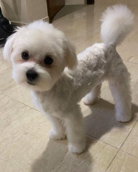 51 Best Maltese Haircuts With Pictures! (2024 Updated) Male Maltese Haircut Hairstyles, Maltese Shitzu Haircut, Trixie Haircut, Maltese Short Haircut, Maltese Teddy Bear Haircut, Maltipoo Summer Haircut, Maltese Shih Tzu Haircuts, Dog Haircuts Shitzu, Cute Dog Haircuts