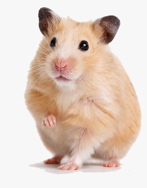 Hamster Breeds, Carnivorous Animals, Baby Hamster, Funny Hamsters, Syrian Hamster, Cute Rats, Gerbil, Cute Hamsters, Animal Sketches