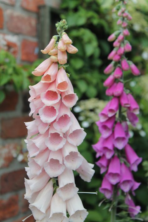 Fox Gloves Fox Gloves Flower, Fox Gloves, Angels Trumpet, Fox Glove, Flower Board, Angel Trumpet, Lawn Service, Cut Flowers, Flowers Bouquet