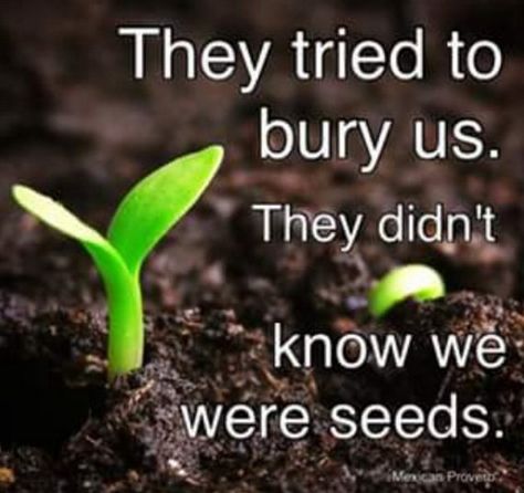 Embedded image Seed Quotes, Mexican Proverb, Nature Poem, Garden Quotes, Power Of Positivity, Motivational Quotes For Success, Motivational Words, This Is Us Quotes, Daily Inspiration Quotes