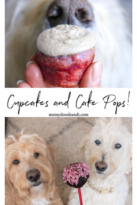 Dog Treat Cake Pops, Dog Cake Pop Recipe, Cake Pops For Dogs Recipe, Dog Cake Pops For Dogs, Cake Pops For Dogs, Dog Cake Pops, Homemade Apple Chips, Animal Baking, Doggy Cake