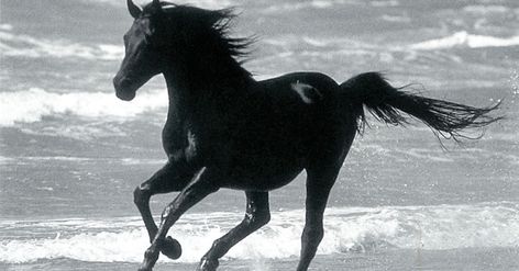 Black Horse Running, Lloyds Bank, Horse Running, 1 May, Black Horses, Black Horse, Horse Breeds, Chestnut, The Black