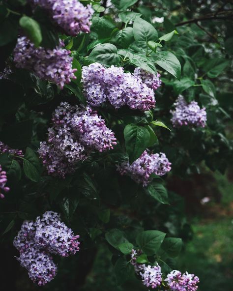 Croissant Dough, Mint Brownies, Lilac Bushes, Lilac Blossom, One Of Those Days, Lilac Flowers, Weekend Plans, Flowers Garden, Water Flowers