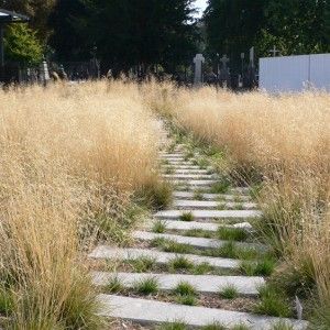 Landscape And Urbanism Architecture, Grasses Garden, Landscape And Urbanism, Stone Path, Landscaping Supplies, Landscape Architecture Design, Garden Architecture, Have Inspiration, Garden Pathway