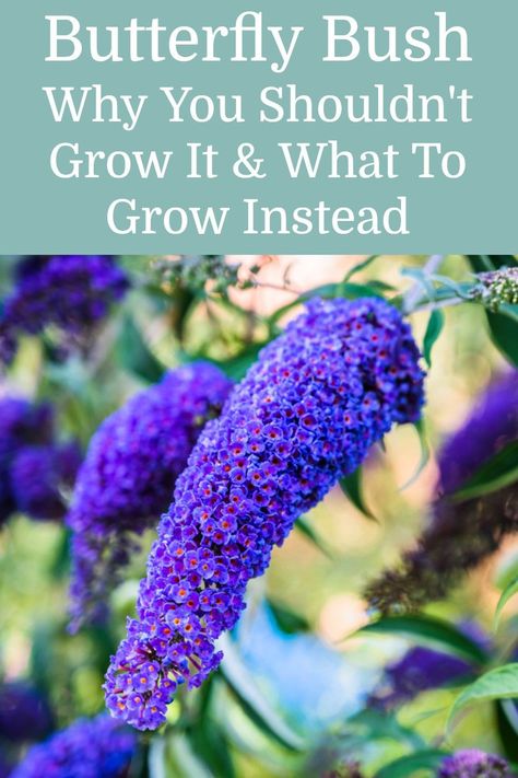 While many gardeners enjoy the beautiful blooms of buddleja and the variety of butterflies it attracts, you should never grow it in your garden. Here's why! Butterfly Perennial Garden, Bushes That Attract Butterflies, Butterfly Bush Garden Ideas, Butterfly Bush Landscaping Front Yards, Butterfly Garden Flowers, Butterfly Gardens Perennials, Butterfly Bush In Container, Butterfly Bushes Landscaping, Bird And Butterfly Garden Ideas