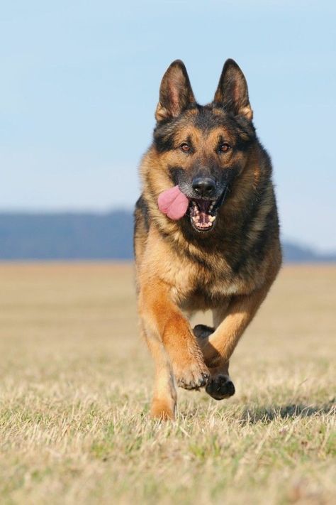 German Shepherd are another easy to train dog breed Bohemian Shepherd, German Shep, Black German Shepherd, Dog Facts, Rhodesian Ridgeback, German Shepherd Puppies, Working Dogs, Service Dogs, German Shepherd Dogs