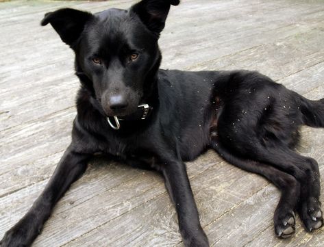 Does Anyone Own a Black Lab/Shepherd/Husky Mix? | Dog Forum Black Lab German Shepherd, Husky Mix Puppies, Australian Shepherd Red Tri, Black Lab Mix, German Shepherd Husky, Athletic Dogs, Shepherd Mix Dog, German Shepherd Mix, Black German Shepherd