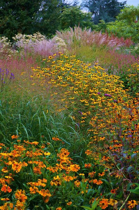 Helenium, Panicum, Miscanthus in a meadow-inspired garden | Flickr Panicum Virgatum, Native Plant Landscape, Naturalistic Garden, Plant Landscape, Garden 2023, House Flowers, Piet Oudolf, Eco Garden, Diy Garden Fountains