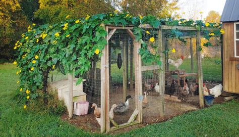 Chicken Run Ideas: Simple Shade and Wind Block - My Pet Chicken Blog Chicken Coop Ideas Simple, Simple Chicken Coop, Chicken Run Ideas, Reban Ayam, Chicken Coop Ideas, Cute Chicken Coops, Chicken Coop Garden, Pet Chicken, Backyard Chicken Coop Plans