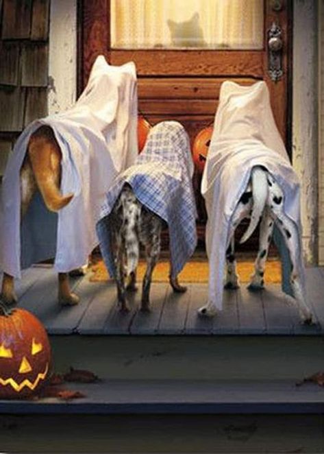 🦋 This Beautiful Life 🦋 | Trick or Treat 🎃 | Facebook Cat Halloween Pumpkin, 3 Dogs, Chat Halloween, Pumpkin Cat, Dog Photoshoot, Ghost Dog, Fall Dog, Dog Tips, Halloween Photoshoot