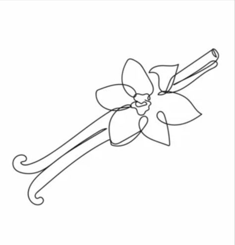 Vanilla Bean Tattoo, Vanilla Bean Drawing, Vanilla Bean Flower Tattoo, Vanilla Drawing, Vanilla Tattoo, Vanilla Flower Illustration, Vanilla Bean Illustration, Starry Aesthetic, Line Art Lily