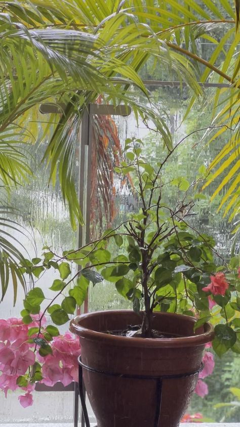 Nature Photography Rain, Watching The Rain, Photography Rain, Photography Plants, Eksterior Modern, Beautiful Home Gardens, Rainy Day Aesthetic, Amazing Animal Pictures, Rainy Morning