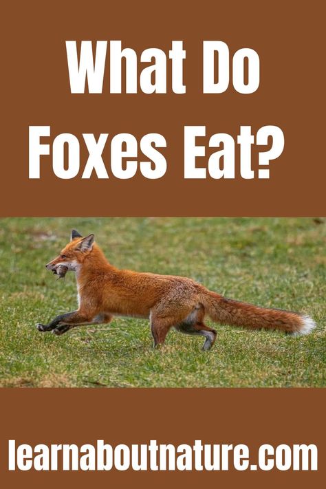 What Do Foxes Eat? What Do Foxes Eat, What Does The Fox Say, Crab Eating Fox, Fox Habitat, Fox Eat, Fox Farm, Fox Hunting, Garden Animals, Baby Fox