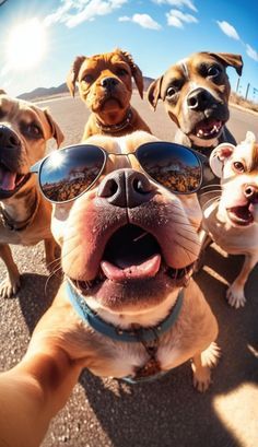 Unusual Animal Friendships, Dog Psychology, Wild Animal Wallpaper, Dog Pics, Group Of Dogs, Dog Selfie, Cute Dog Pictures, Unusual Animals, Cute Animals Images