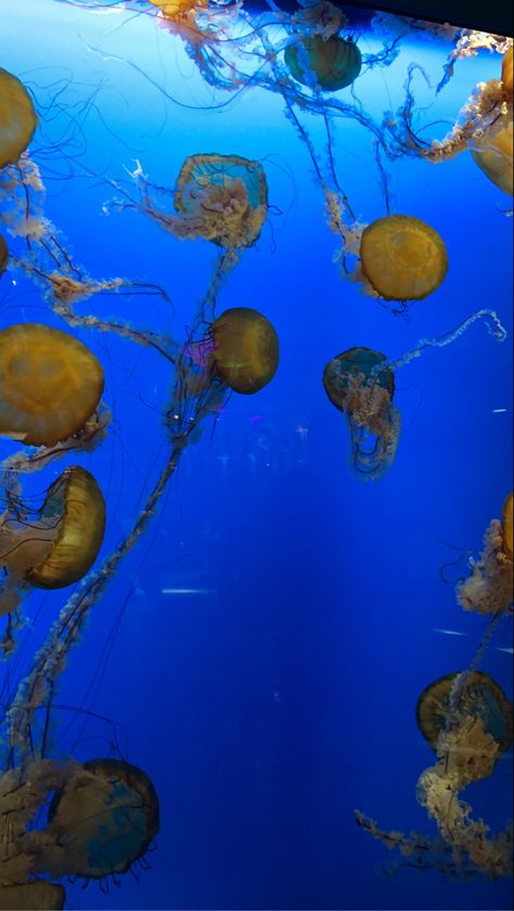 Aesthetic Aquarium Photos, 2000s Aquarium Aesthetic, Blue Planet Aquarium, Blue Aquarium Aesthetic, Vancouver Aquarium, Vancouver, Favorite Places