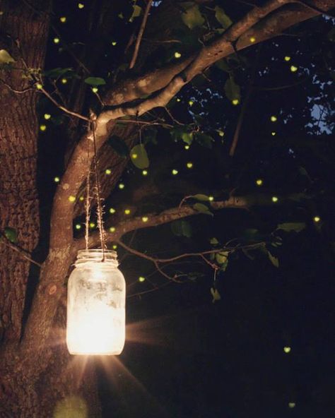 Beautiful Firefly Photography, Lighting Bugs, Fireflies In A Jar, Quote Wallpapers, Firefly Lights, Good Night Friends, Good Night Wishes, Mason Jar Lamp, Great Pictures