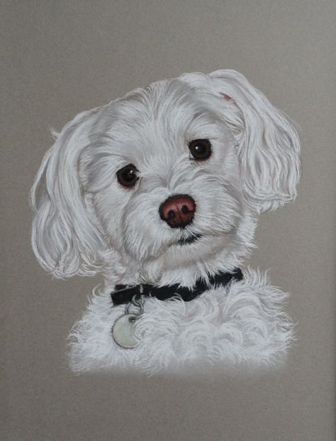 Dierenportretten in pastel Dog Drawing Maltese, Maltese Drawing Cartoon, Maltese Watercolor, Maltese Dog Drawing, Maltese Drawing, Bichon Frise Drawing, Dog Family Pictures, Pastel Cat, Bichon Dog