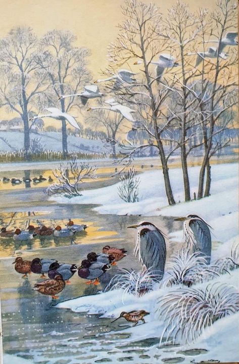 Charles Tunnicliffe illustration6 for What to Look for in Winter' 1959 Ladybird books. Heron Illustration, Farm Mural, Ladybird Books, British Wildlife, Farm Scene, Wildlife Artists, Nature Illustration, Wildlife Art, Free Art