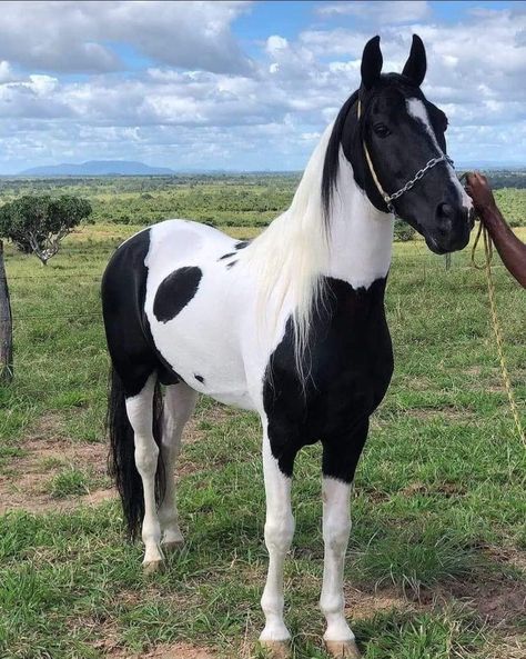 Hackney Horse, Horse Photoshoot, Black And White Horse, Horse Markings, Indian Horses, American Paint Horse, Pinto Horse, Horse Inspiration, Quotes Status