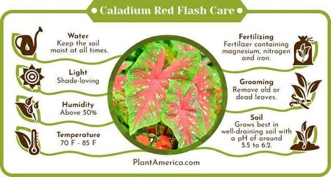 Caladium Red Flash, from the Araceae family, is renowned for its vibrant and colorful foliage, making it an ideal choice for transforming your living space. This plant requires specific care to thrive, including proper lighting, watering, and temperature conditions. Its striking red and pink leaves are a standout feature, adding a dynamic aesthetic to indoor or outdoor gardens. Perfect for plant enthusiasts seeking to add a splash of color to their collection. Angel Wings Plant, Dynamic Aesthetic, Plant Guide, Pink Leaves, Yellow Leaves, Foliage Plants, Companion Planting, The Angel, The Plant