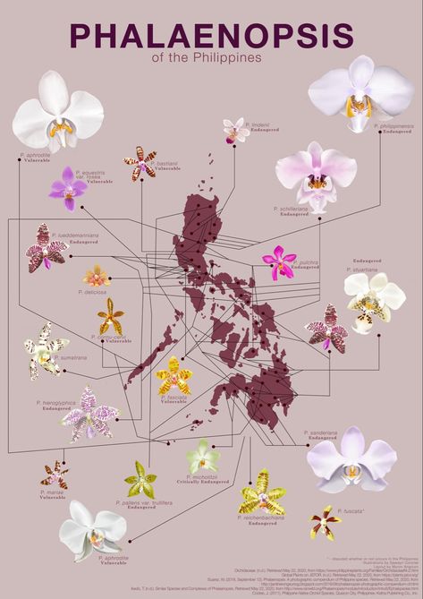 Filipino Art, Philippine Art, Philippines Culture, Filipino Culture, Pretty Plants, Orchid Flower, Art Studies, Botanical Illustration, The Philippines