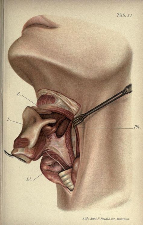 Anatomy of the throat | Atlas and Epitome of Operative Surgery | Dr. Otto Zukerkandi | 1902 Surgery Art, Umibe No Onnanoko, Mouth With Teeth, Neck Bone, Medical Drawings, Arte Peculiar, Human Anatomy Art, Medical Anatomy, Medical Art