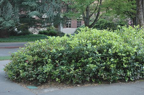 plant habit, spring Gaultheria Shallon, California Native Garden, Native Gardens, Landscape Plants, Native Garden, Landscaping Plants, California, Plants