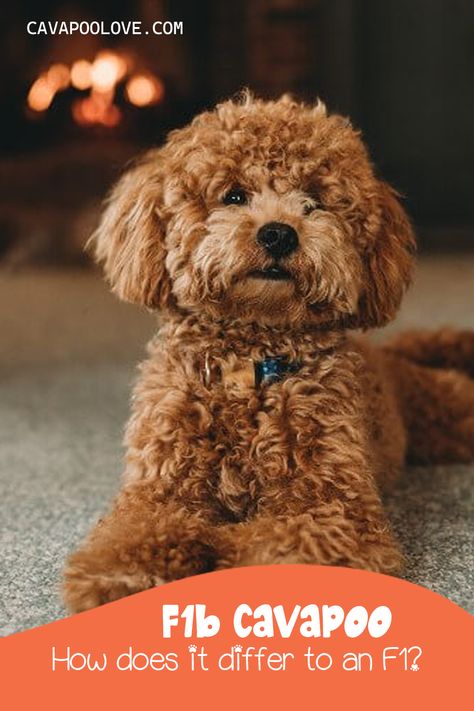 Cavapoo puppy lying down on a carpet Cavapoo Full Grown, Red Cavapoo, Non Shedding Dogs, Allergic To Dogs, Cavapoo Puppies, Types Of Coats, Purebred Dogs, Miniature Poodle, Standard Poodle