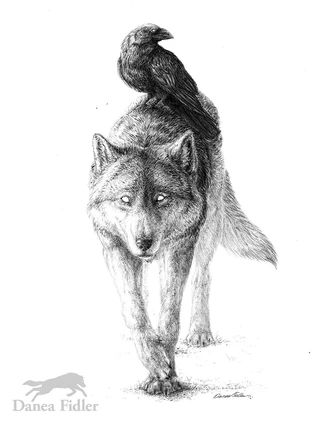 The Two Guides - The Wolf & Raven | Illustration Raven Illustration, A Wolf, The Wolf, Tattoo Artist, The Two, Tattoos, Black