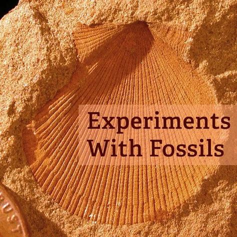 Experiments With Fossils for Kids of All Ages - Bright Hub Fossil Activities, Fossil Ideas, Fossils Lesson, Fossils Activities, Elementary Science Classroom, 4th Grade Science, 6th Grade Science, Kid Experiments, Science Fair Projects