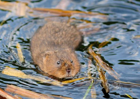 Water Vole, Cute Animal Tattoos, Tattoo Nature, British Wildlife, Nature Conservation, Animal Sketches, Animal Tshirt, Rodents, Warrior Cats