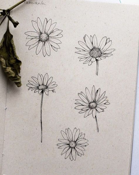 Aster Tattoos For Women, Simple Gerber Daisy Tattoo, Detailed Daisy Tattoo, Single Daisy Drawing, Daisy Head Tattoo, Midnight Margaritas Tattoo, Line Work Daisy Tattoo, Simple Daisy Tattoo Designs, Simple Daisy Tattoo Outline