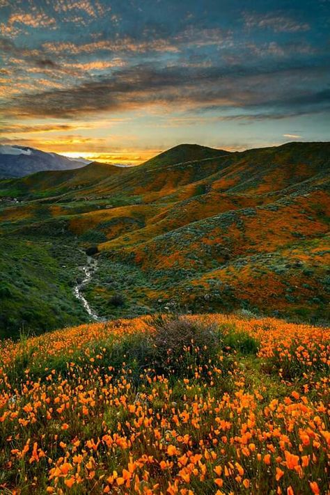 Wildflowers Sunset...Walker Canyon, Lake Elsinore, CA California Flowers, California Wildflowers, Lake Elsinore, Canyon Lake, Cheap Flight, Cheap Flight Tickets, Scenery Pictures, Fairy Queen, Flight Tickets