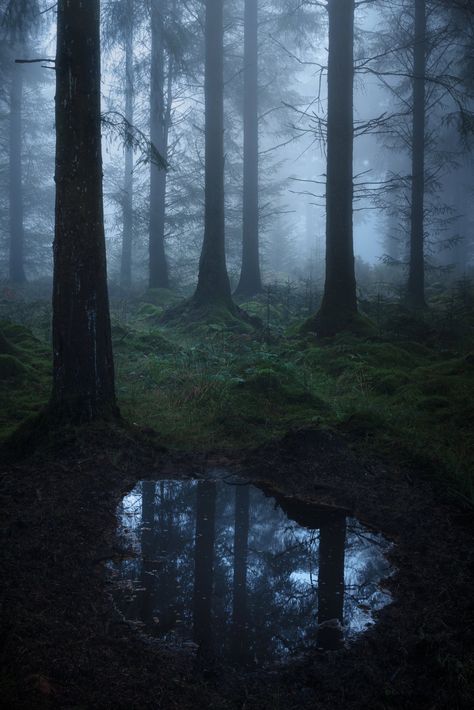 Dark Forest Castle Aesthetic, Dark Naturalism, Dark Forest Aesthetic, Dark Castle, Dark Fairytale, Random Aesthetics, Night Forest, Misty Forest, Fantasy Forest