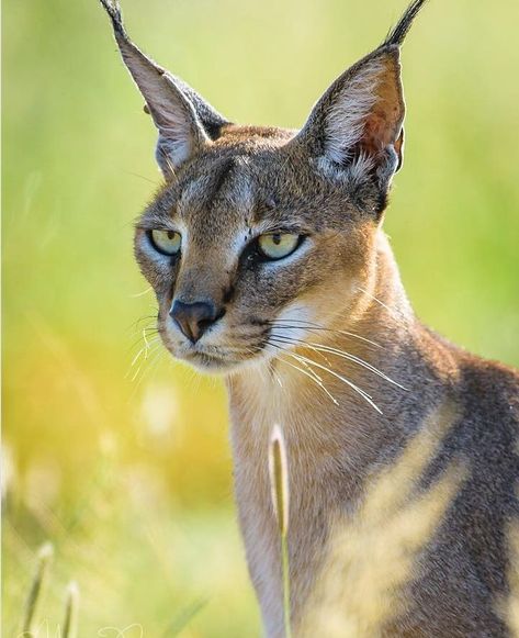 Caracal Cat, Elephant Shrew, Cat References, Animal Makeup, Gorgeous Animals, Jungle Mural, Wild Animals Photography, Cat Species, Cat Reference