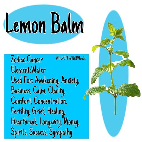 WitchOfTheWildWoods Lemon Balm Witchcraft, Hearth Magic, Herb Properties, Herb Knowledge, Spiritual Herbs, Herb Magick, Flower Healing, Bind Runes, Magickal Correspondences