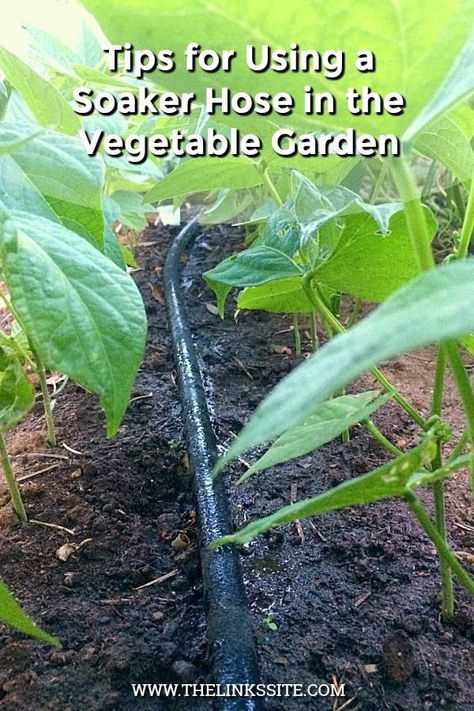 How I use a soaker hose in my vegetable garden to save a ton of time watering! thelinkssite.com #watering #gardeningtips #vegetablegardening #vegetablegardenideas Raisin Bran, Food Growing, Homesteading Tips, Fruit Growing, Vegetables Garden, Veggie Gardens, Vegetable Patch, Vegetable Garden Tips, Greenhouse Ideas