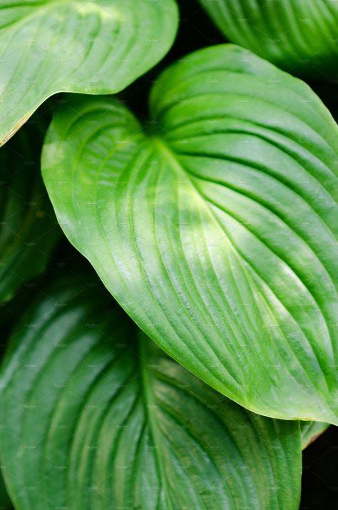 Leaves Close Up Photography, Natural Forms Plants, Natural Forms Leaves, Close Up Leaves, Leaf Up Close, Leaves Reference Photo, Natural Form Photography, Close Up Plant Photography, Plants Close Up