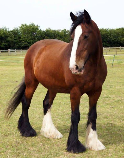 Two sox and two black legs Shire Horse, Clydesdale Horses, Big Horses, Majestic Horse, All The Pretty Horses, Horse Crazy, Horse Show, Clydesdale, Horse Equestrian