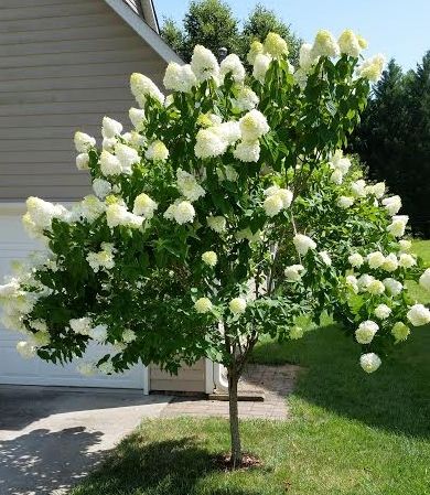 HYDRANGEA paniculata 'Limelight'/Limelight Panicle Hydrangea — Hawkins Landscape Architecture Limelight Hydrangea Tree, Hydrangea Plant Care, French Hydrangea, Hydrangea Tree, Big Leaf Hydrangea, Hydrangea Varieties, Smooth Hydrangea, Panicle Hydrangea, Limelight Hydrangea