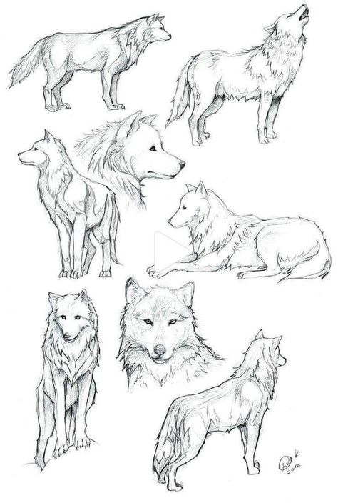 Wolves Drawing Reference, Wolf How To Draw, Wolf Standing On Hind Legs Drawing, Wolf Illustration Drawing, Wolf Poses Drawing, Wolf Reference Drawing, Wolf Tail Drawing, Wolve Drawings, Simple Wolf Drawing