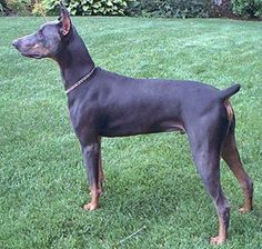 Blue Doberman Pinscher.  This is the kind of dog I have.  She is a handful, but she is also so sweet and loyal and loving. Blue And Rust Doberman, Doberman Pictures, White Doberman Pinscher, Doberman Colors, Doberman Pinscher Blue, Blue Doberman, Doberman Funny, Doberman Pinchers, Doberman Rescue