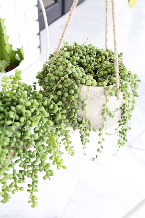 Faux Hanging Plants Indoor, Faux Hanging Plants, Closet Garden, Beautiful Houseplants, Grass Texture, Hanging Plants Outdoor, Fake Hanging Plants, Hanging Plants Diy, Bank Barn