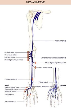 Nervous System Parts, Nerve Anatomy, Anatomy Flashcards, Physical Therapy School, Radial Nerve, Ulnar Nerve, Median Nerve, Basic Anatomy And Physiology, Spinal Nerve