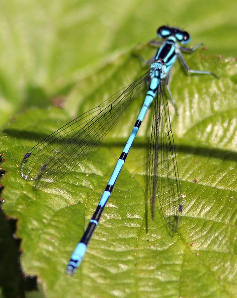 Blue Damselfly | If anyone can confirm the species I'd be gr… | Flickr Insect Project, Blue Damselfly, Macro Dragonfly, Dragonfly Larvae, Eco Art, Damselflies, Blue Nature, Insect Photography, Real Dragonfly Photos