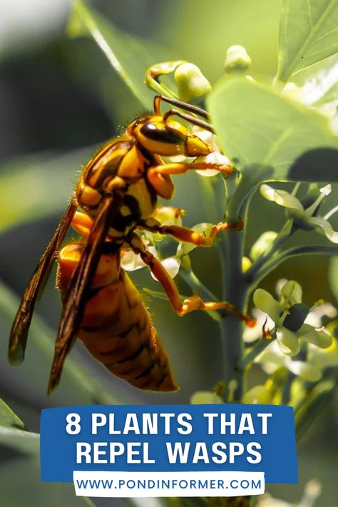 Guide to 8 plants that repel wasps from your backyard, including mint, basil, and lemon grass! Natural Wasp Repellent, Bee Repellent, Plants Around Pool, Wasp Repellent, Insect Repellent Plants, Lemongrass Plant, Plants That Repel Bugs, Peppermint Plants, Porch Plants