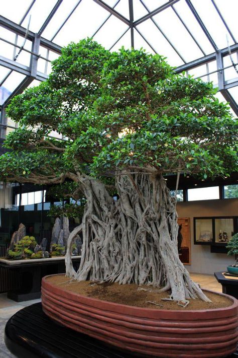 Worlds oldest bonsai tree. 1000yo. Located in Italy Large Bonsai Tree, Bonsai Indoor, Bonsai Ficus, Bonsai Techniques, Pine Bonsai, Amazing Trees, Indoor Bonsai Tree, Juniper Bonsai, Indoor Bonsai