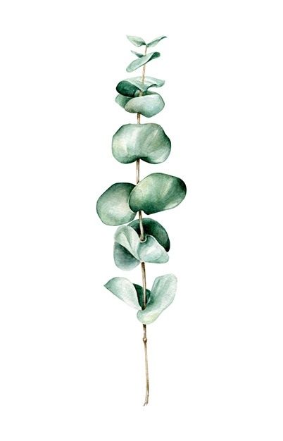 Watercolor eucalyptus branch isolated on... | Premium Vector #Freepik #vector #watercolor #floral #green #illustration Green Graphics Design, Eucalyptus Illustration, Eucalyptus Art, Watercolor Botanicals, Free Watercolor Flowers, Eucalyptus Watercolor, Candle Logo, Green Illustration, Watercolor Leaf