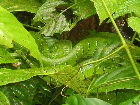 snake camouflage Animal Mimicry, Camouflage Animals Art, Animals Camouflage, Desert Storm Camouflage, Camouflage Insects, Snake Images, Snake Reptile, Green Snake, Camouflage Green