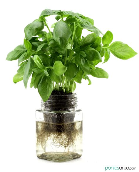 Kratky Method: Mason Jar Hydroponics in 6 Steps Hydrophobic Plants, Basil Plant Care, Hydro Garden, Jar Plants, Kratky Method, Hydroponic Herb Garden, Indoor Hydroponic Gardening, Mason Jar Plants, Hydro Gardening